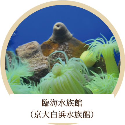 臨海水族館（京大白浜水族館）